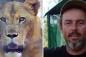 у австралії левиця напала на працівника зоопарку