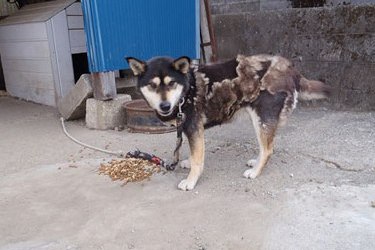 після аварії у фукусими залишився жити один японець