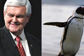 кандидата в президенти сша гінгріча вкусив пінгвін
