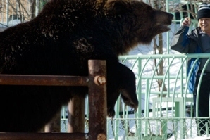 в японії із зоопарку втекли дикі ведмеді